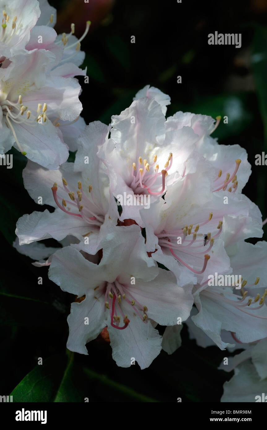 rhododendron jacksonii hybrid flower bloom blossom spring evergreen shrub Stock Photo