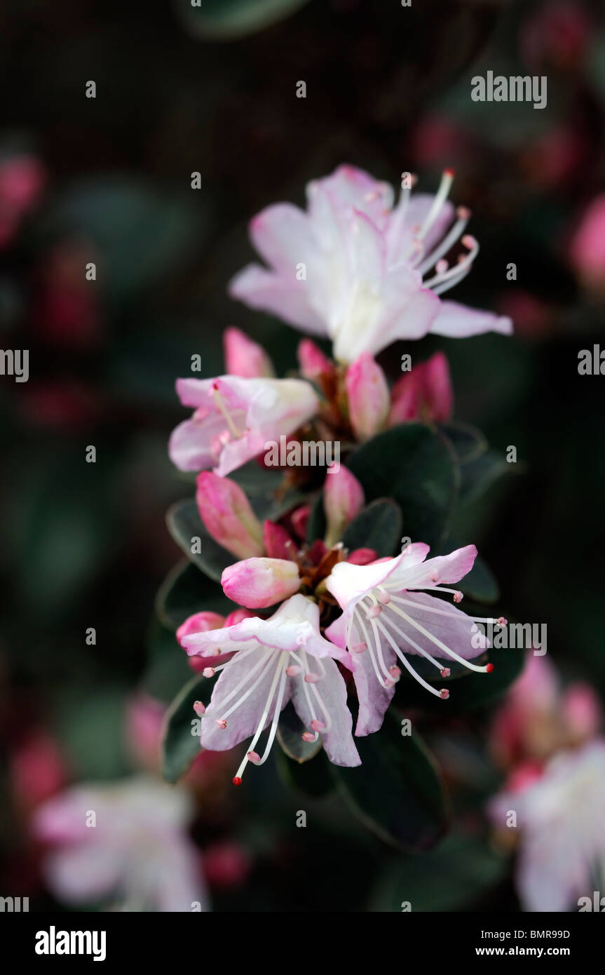 rhododendron phaeochrysum var agglutinatum species flower bloom