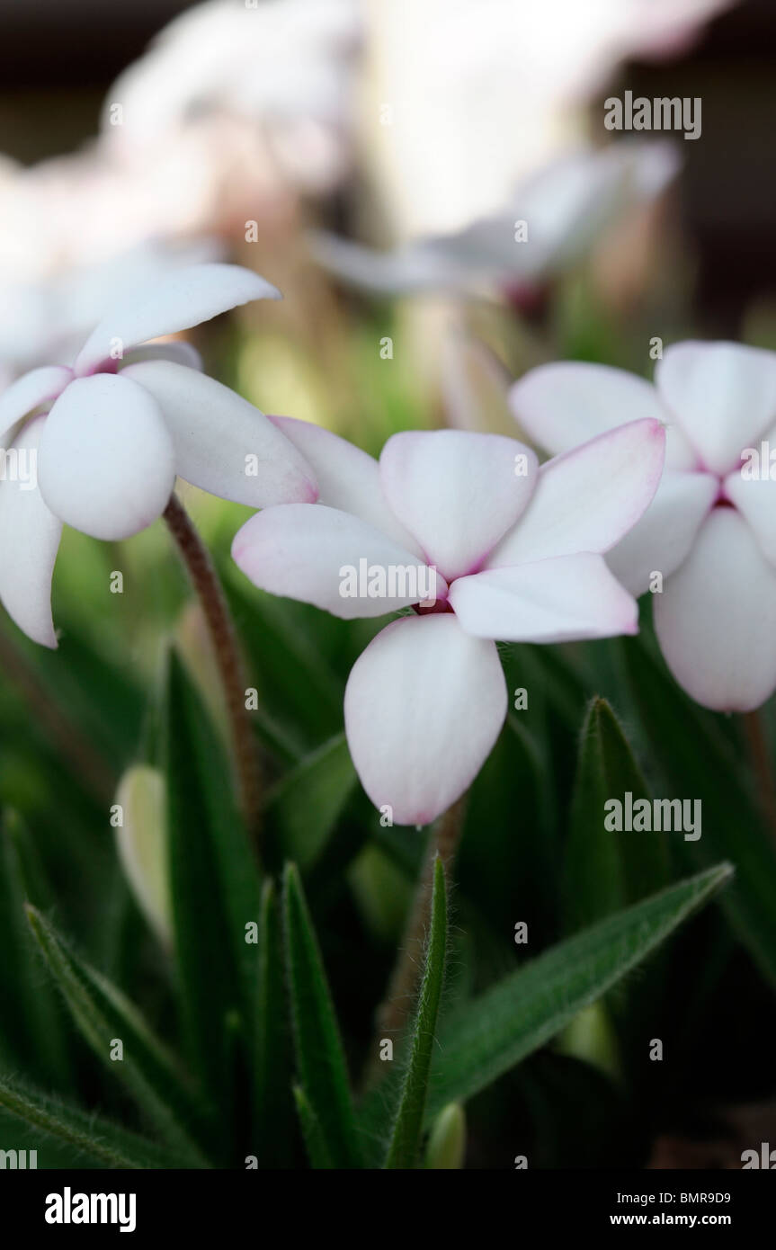 Rhodohypoxis baurii albrighton white perennial alpine flower bloom blossom closeup close up detail macro Stock Photo