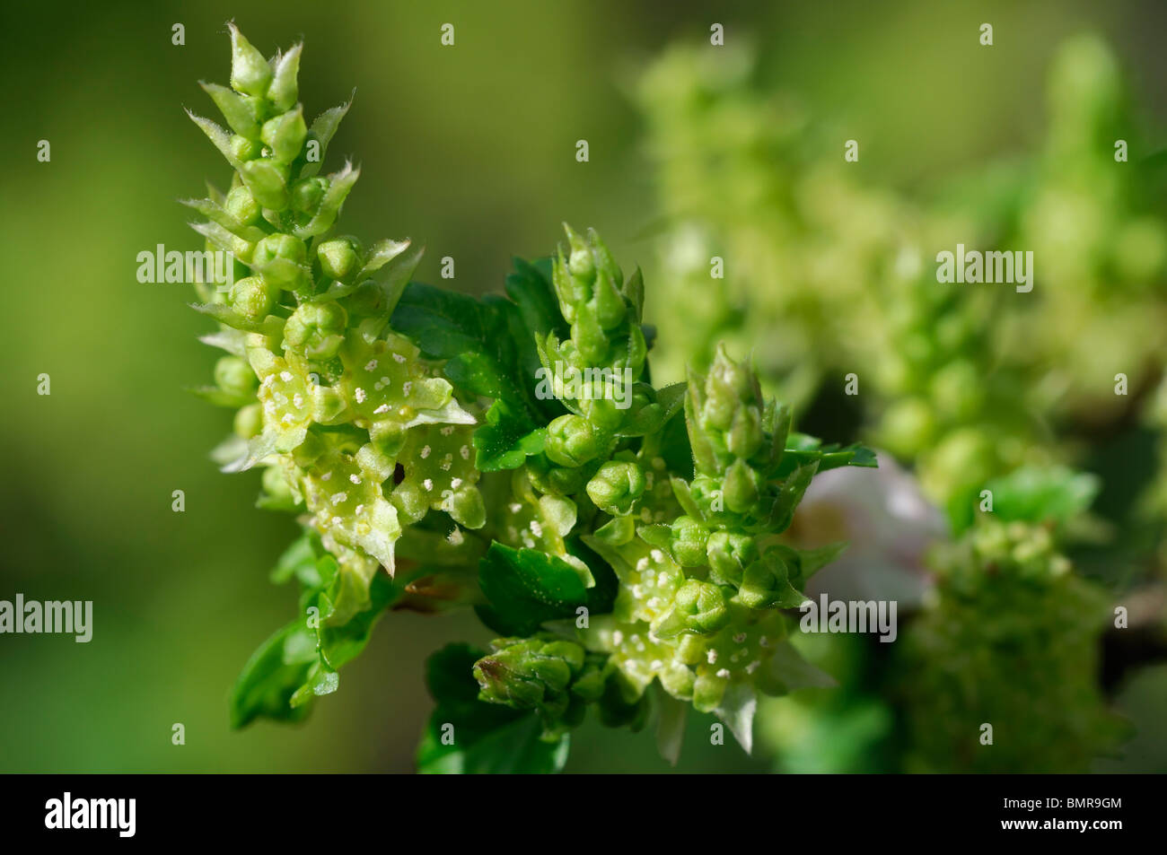 Dioecious plant hires stock photography and images Alamy
