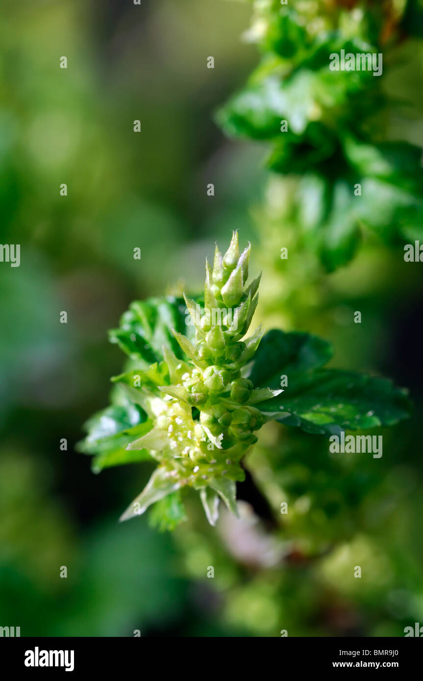 Dioecious plant hires stock photography and images Alamy