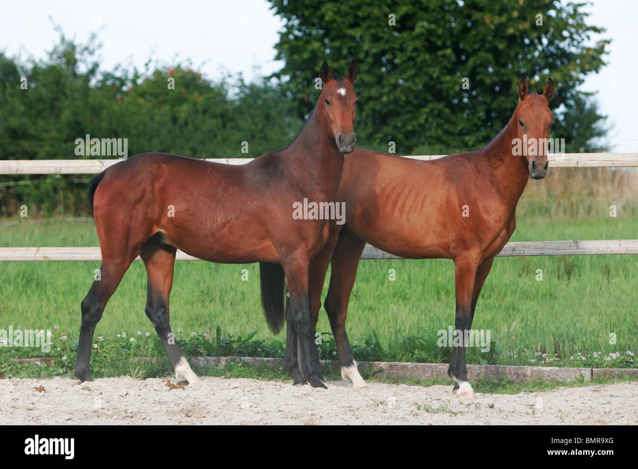 2 akhal-teke horses Stock Photo