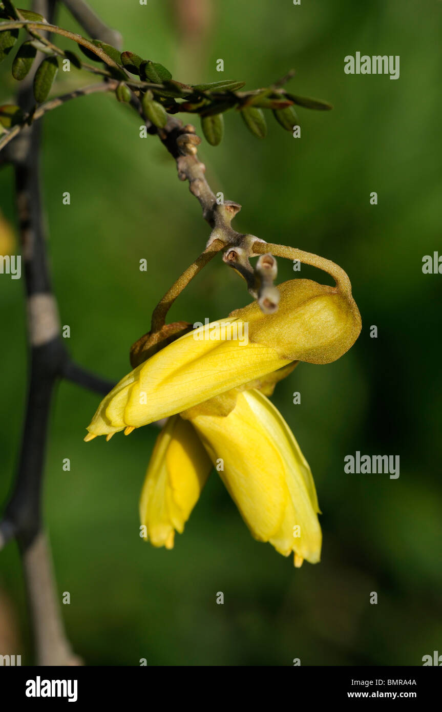 Sophora tetraptera Large-leaved Kowhai Taupo Kowhai (New Zealand) yellow flower bloom blossom spring Stock Photo