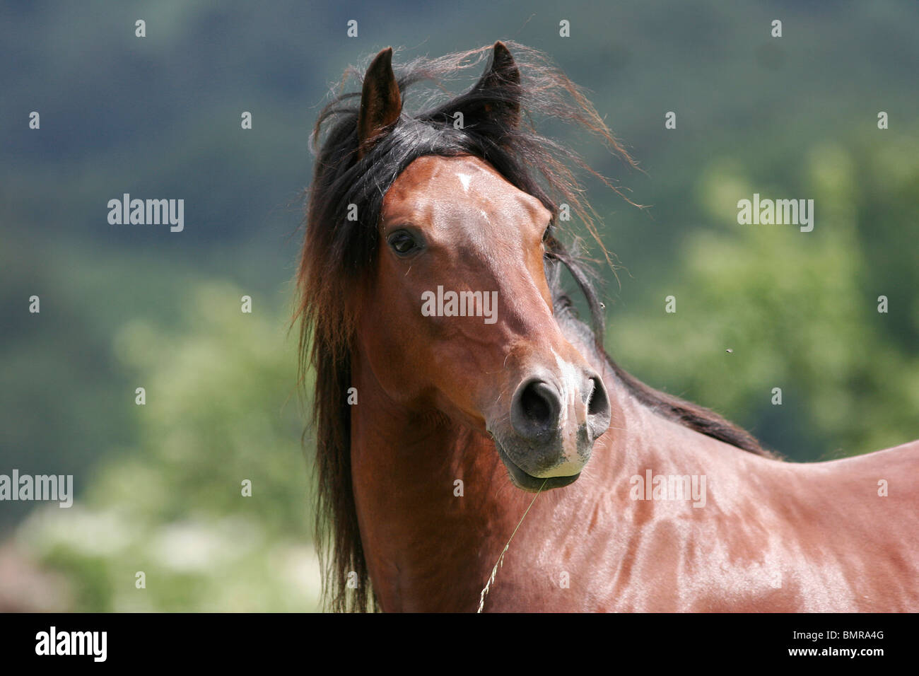 Lusitano Portait Stock Photo