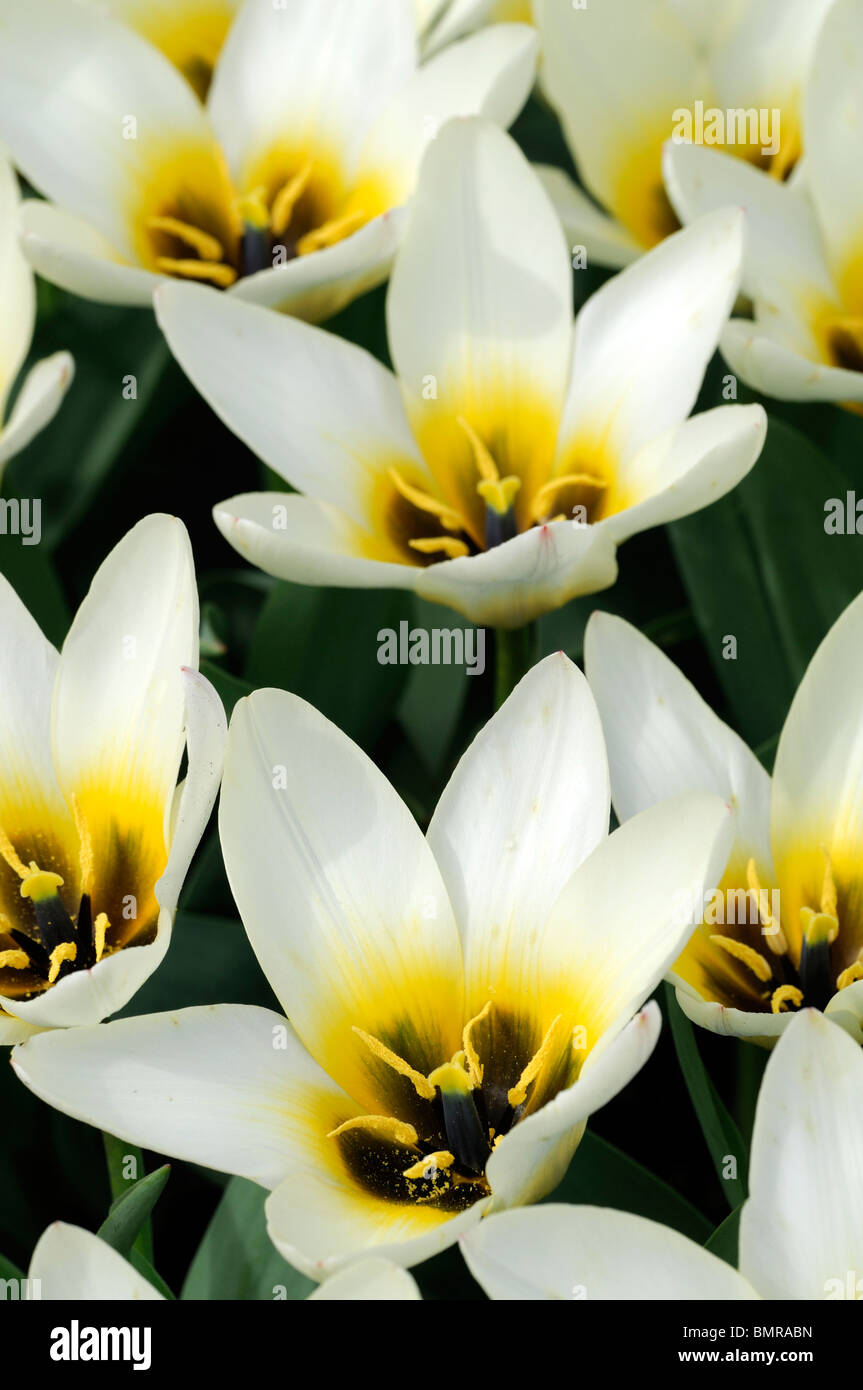 tulipa tulip concerto kaufmannia group 5 flowers spring bunch group cluster solitary, sulphur-yellow tinged, white flowers Stock Photo