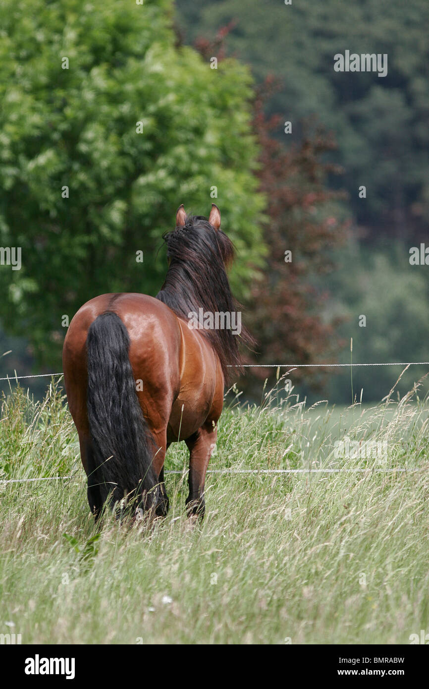 Lusitano Stock Photo