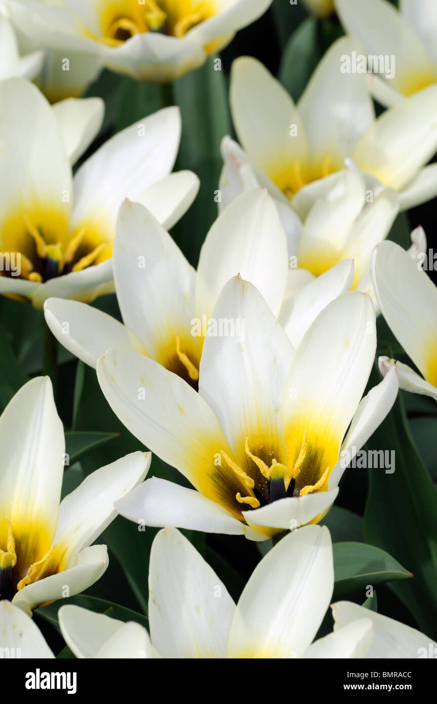 tulipa tulip concerto kaufmannia group 5 flowers spring bunch group cluster solitary sulphur-yellow tinged white flowers Stock Photo