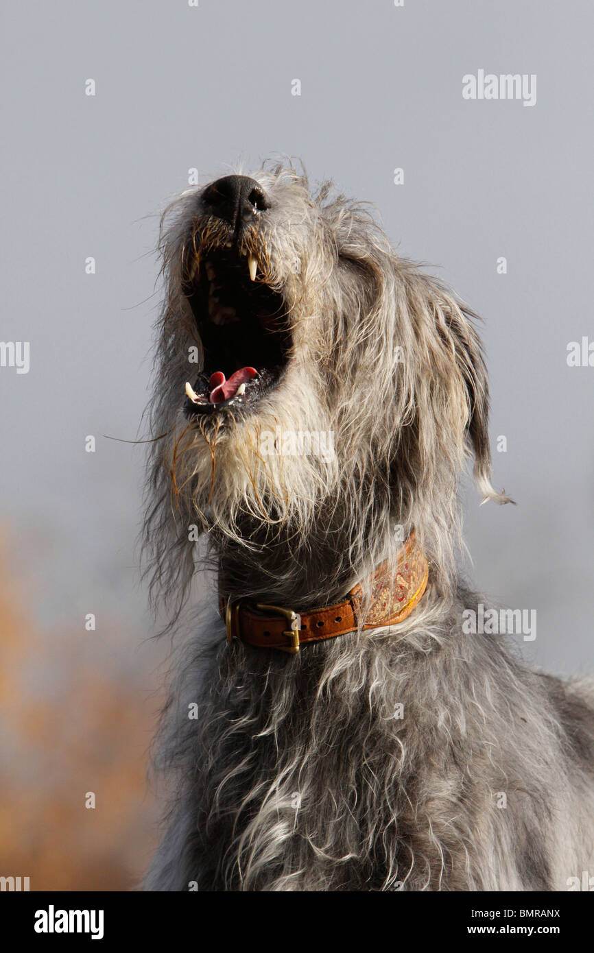Irish Wolfhound portrait Stock Photo Alamy