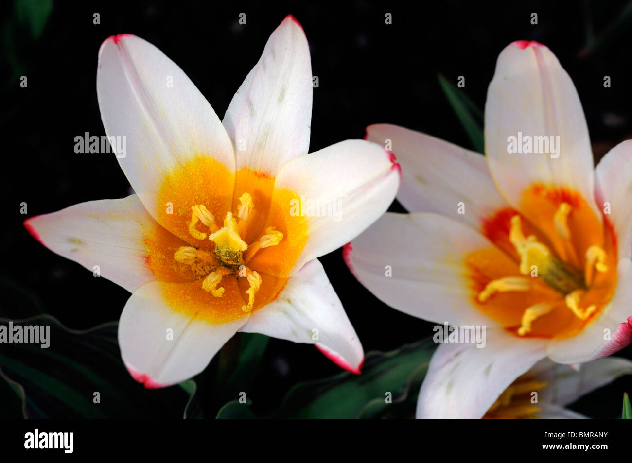 tulipa tulip hearts delight kaufmannia group 5 flowers spring bunch group cluster tri color flower large red and white flowers u Stock Photo