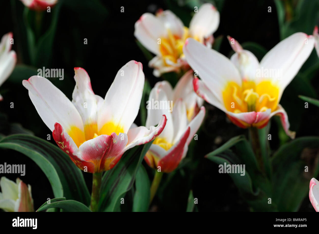 tulipa tulip hearts delight kaufmannia group 5 flowers spring bunch group cluster tri color flower large red and white flowers Stock Photo