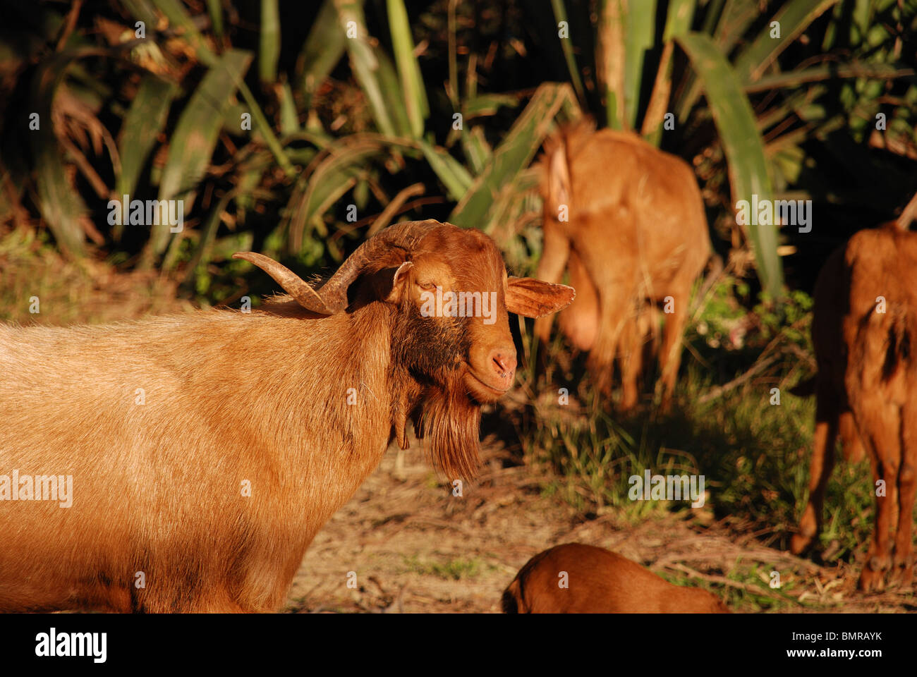 Goats, Alozaina, Malaga Province, Andalucia, Spain, Western Europe. Stock Photo