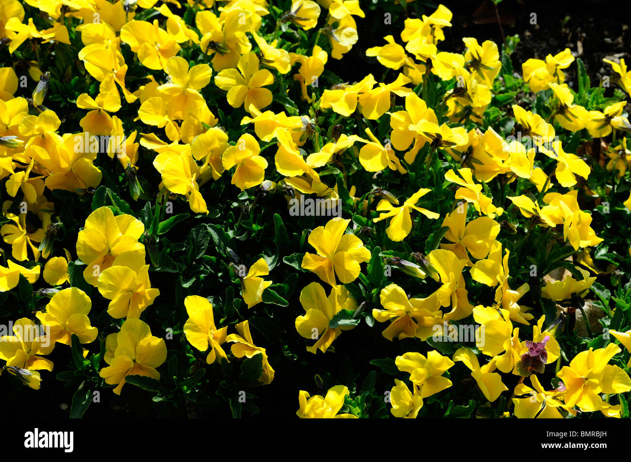 Viola pansy 'Prince John ' Spring flower annual yellow garden plant display en masse mass group Stock Photo