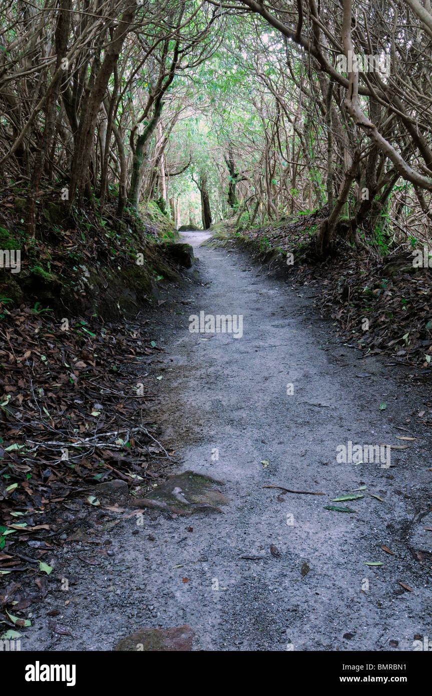 tree lined winding path lead leading direct to towards golden light at the end of mystery mysterious dawn Stock Photo