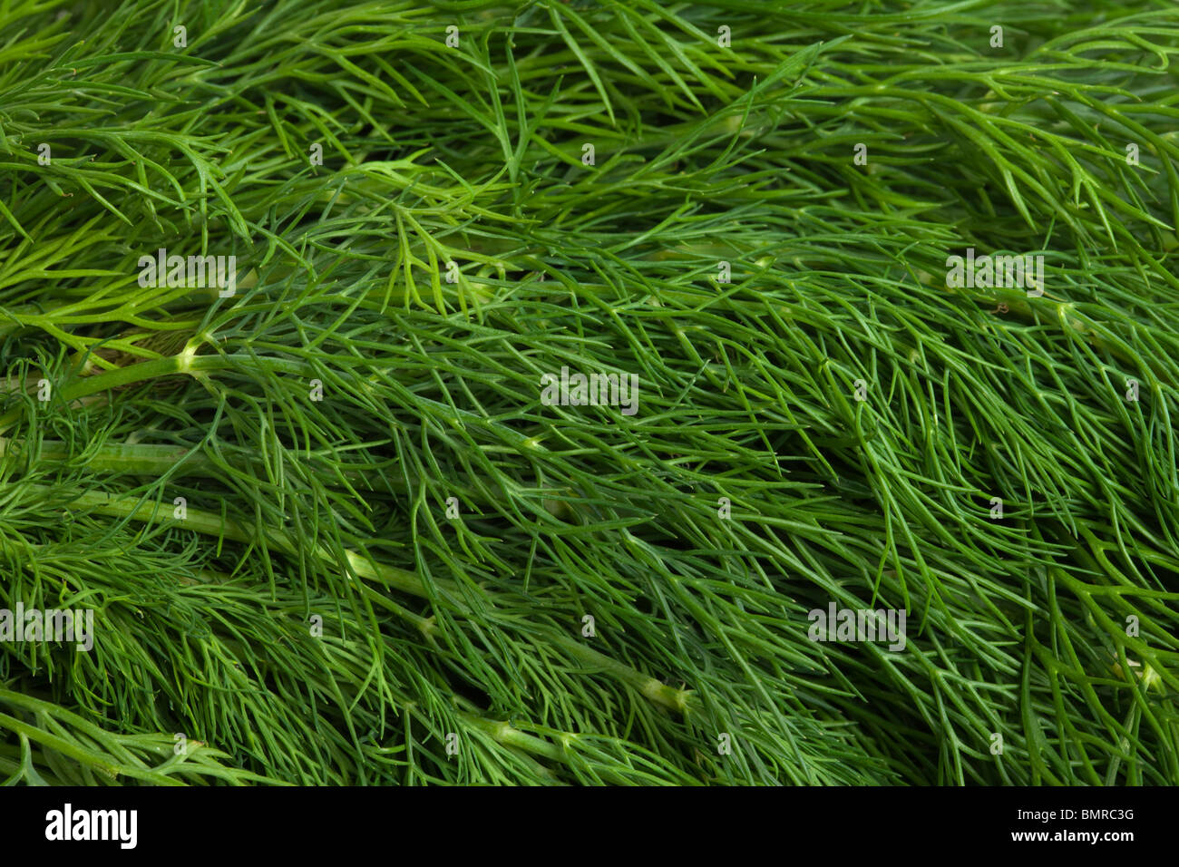 Bunch of Dill. Anethum graveolens. Apiaceae. Umbelliferae Stock Photo