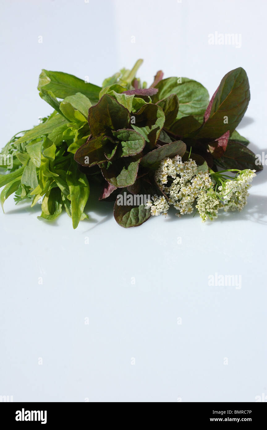a bunch of fresh herbs Stock Photo Alamy