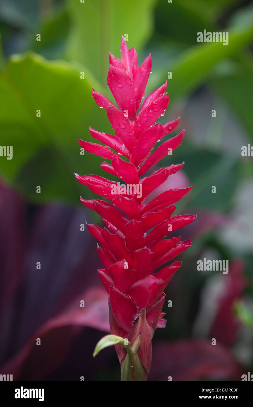 Red ginger flower, Hawaii Stock Photo Alamy
