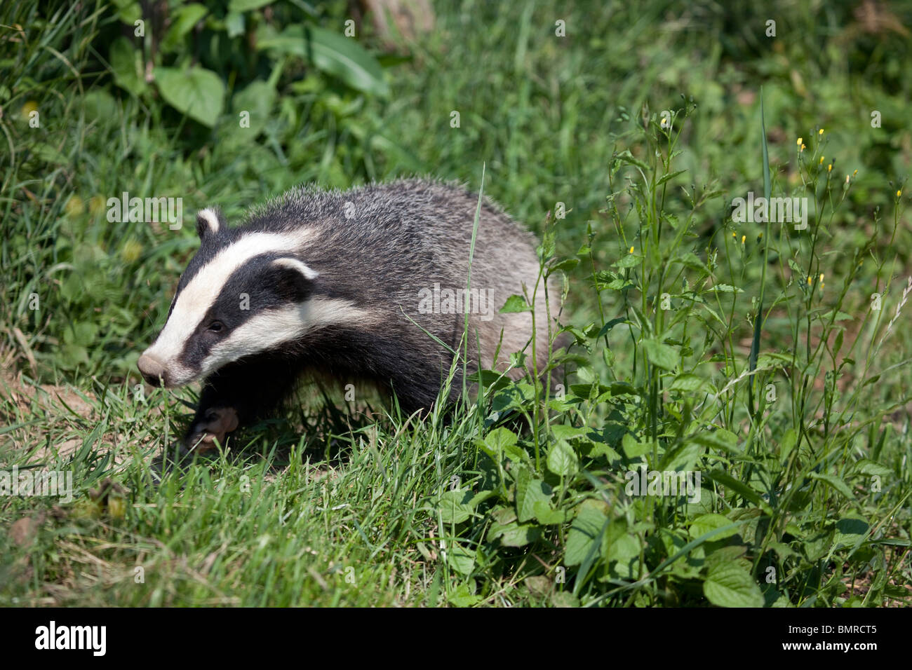 A European Badger cub Meles Meles foraging in grassland taken under controlled conditions Stock Photo