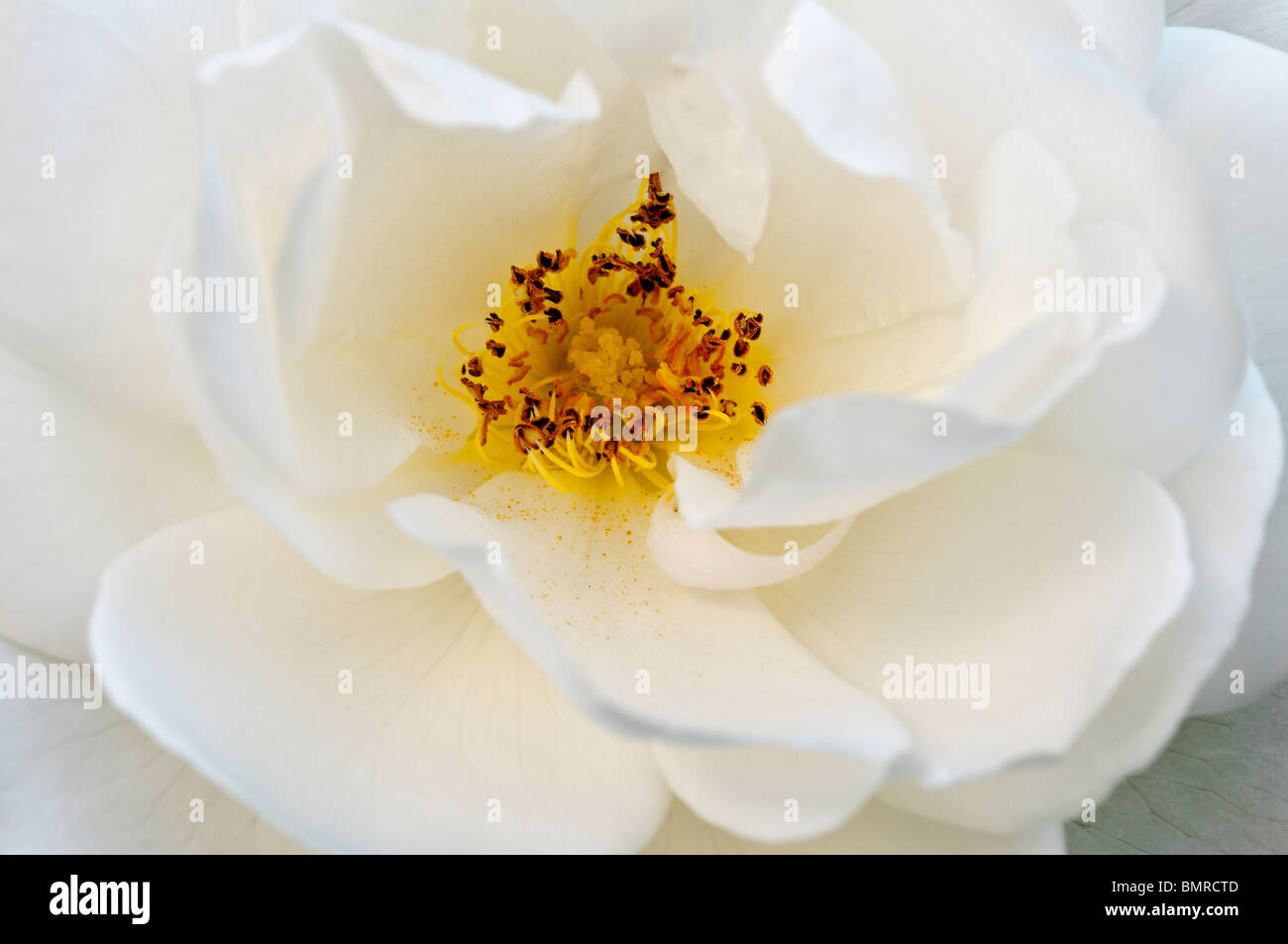 Iceberg Rose -  with anthers, specks of pollen - showing pollination process. Stock Photo