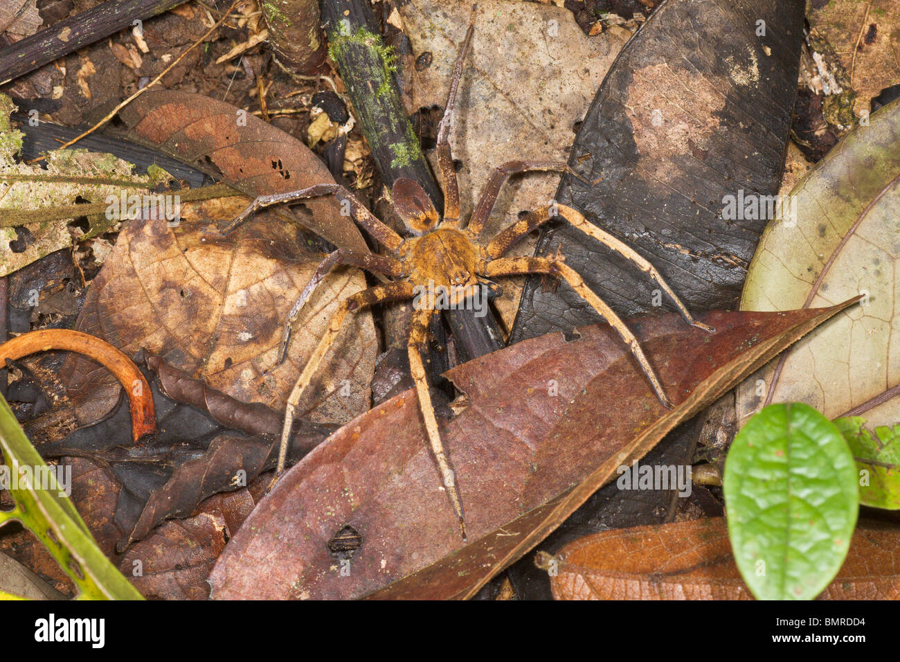 Spider in tropical rainforest, Borneo Stock Photo Alamy