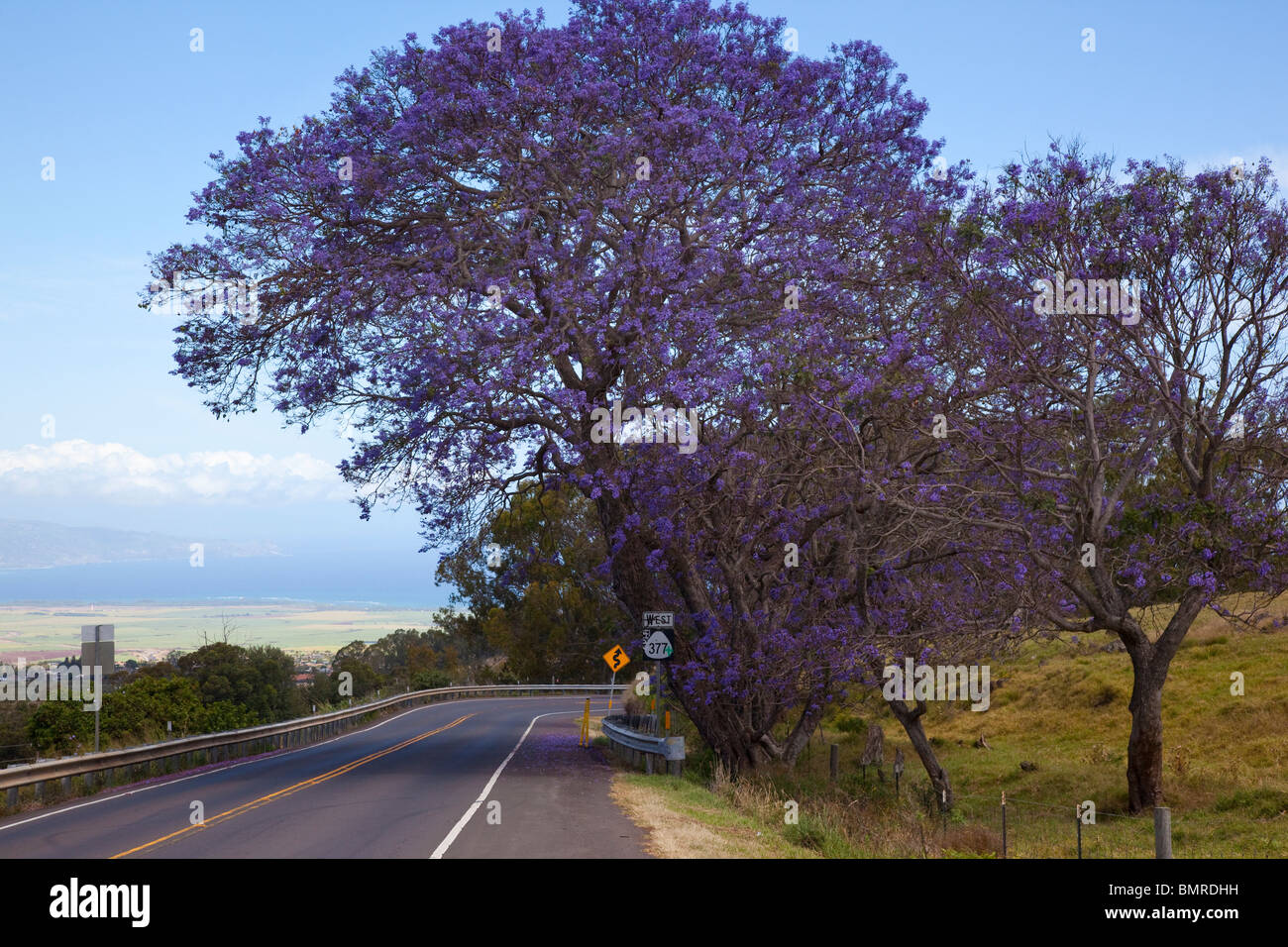 Jacaranda tree hires stock photography and images Alamy