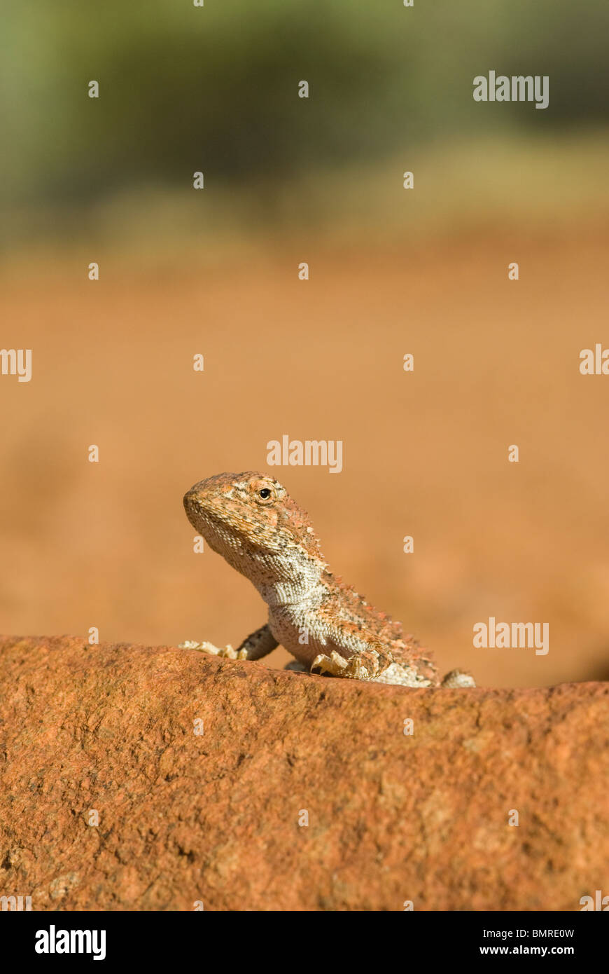 Lizard Northern Territory Australia Stock Photo - Alamy