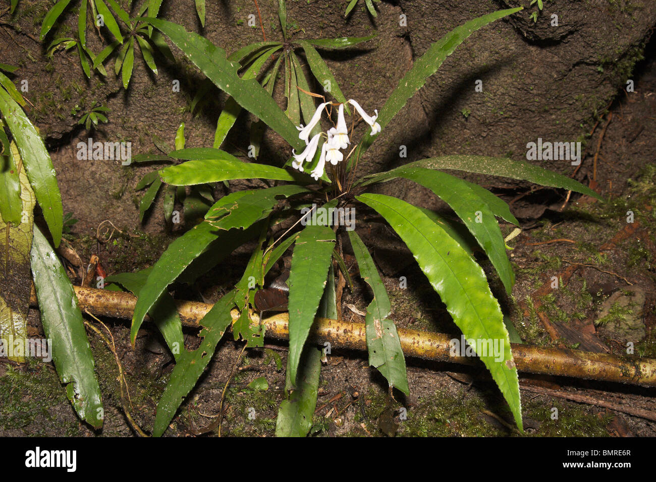 White tropical rainforest flower, Borneo Stock Photo