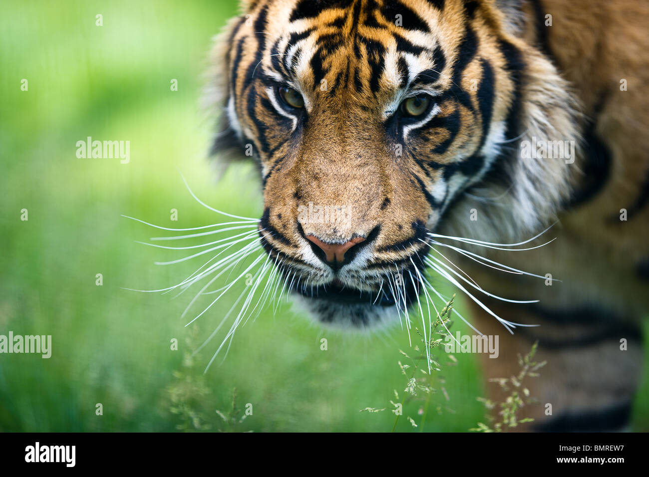 Headshot of Sumatran tiger looking menacingly towards camera Stock Photo