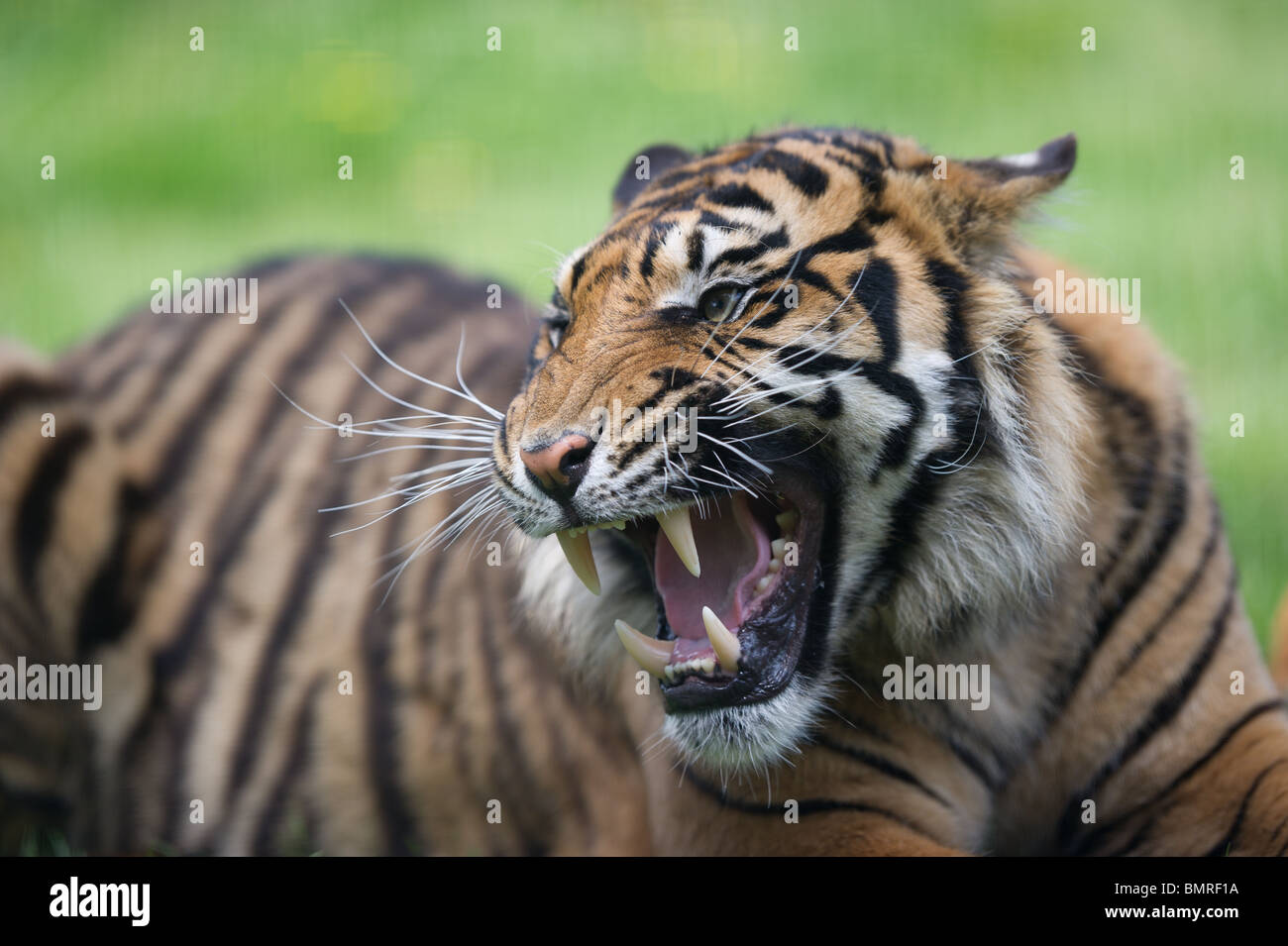 Sumatran tiger roaring, growling and hissing Stock Photo
