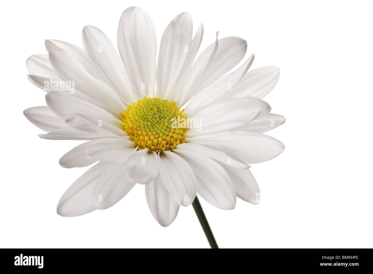 daisy isolated on a pure white background Stock Photo