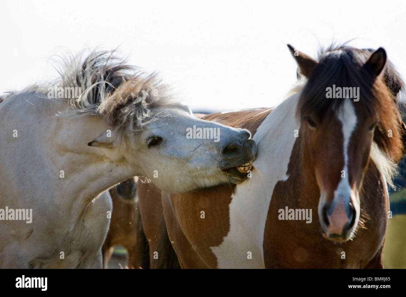 Horse riding in Southern Iceland. Fossness Farm. The leader of the loose horses using a bite to control the team. Stock Photo
