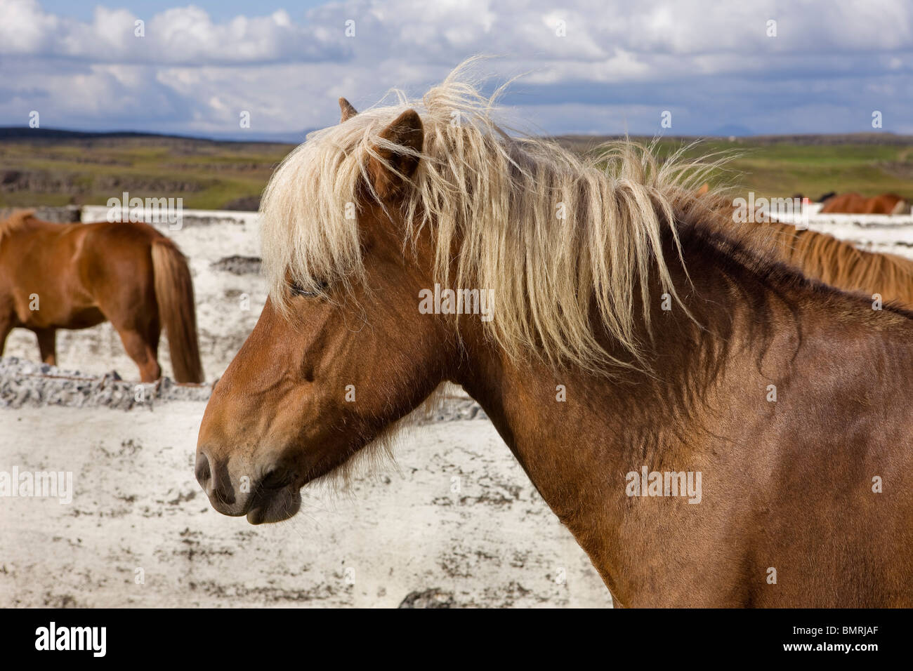 Horse riding in Southern Iceland. Resting at the sheep pens at Hrunarettir. Stock Photo