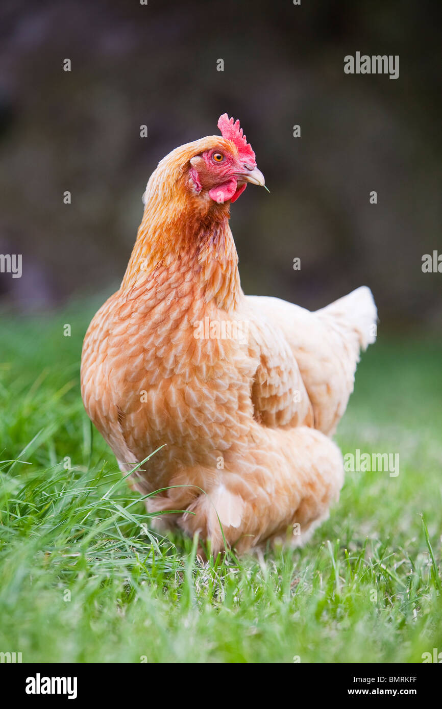 A Rhode Island Red hybrid hen chicken (Gallus gallus domesticus) on a farm in Lincolnshire, England Stock Photo