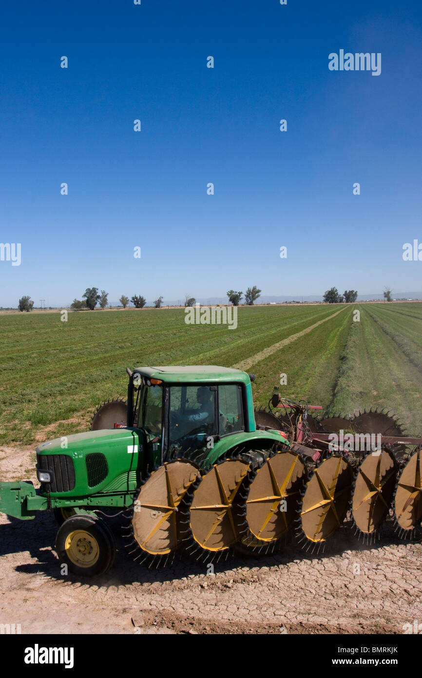 Tractor with dual raking implements turns wind rows of alfalfa hay for drying in the Imperial Valley of California Stock Photo