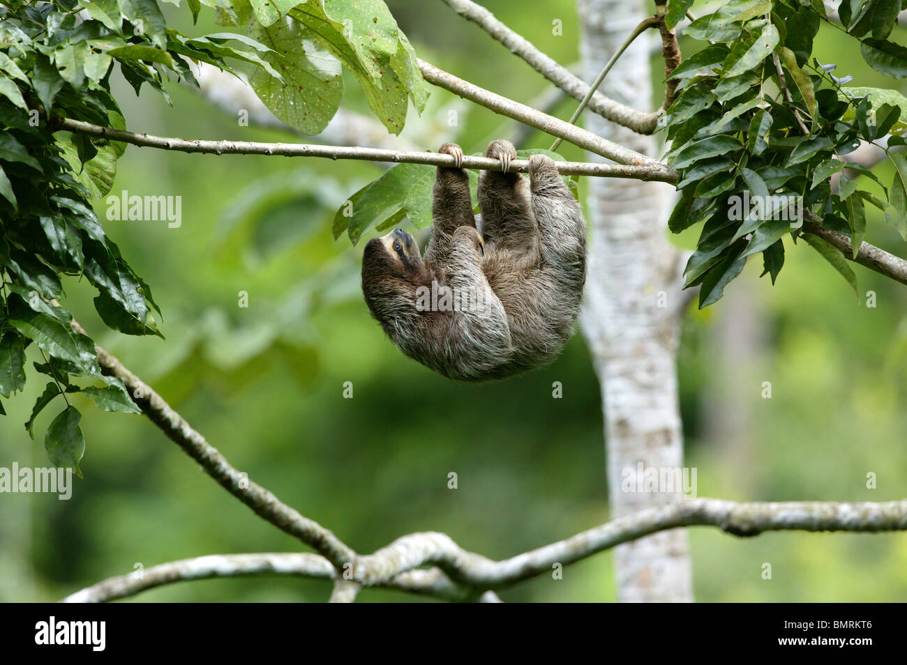 Three-toed Sloth, Bradypus variegatus, in the 265 hectares rainforest Metropolitan park, Panama City, Republic of Panama. Stock Photo