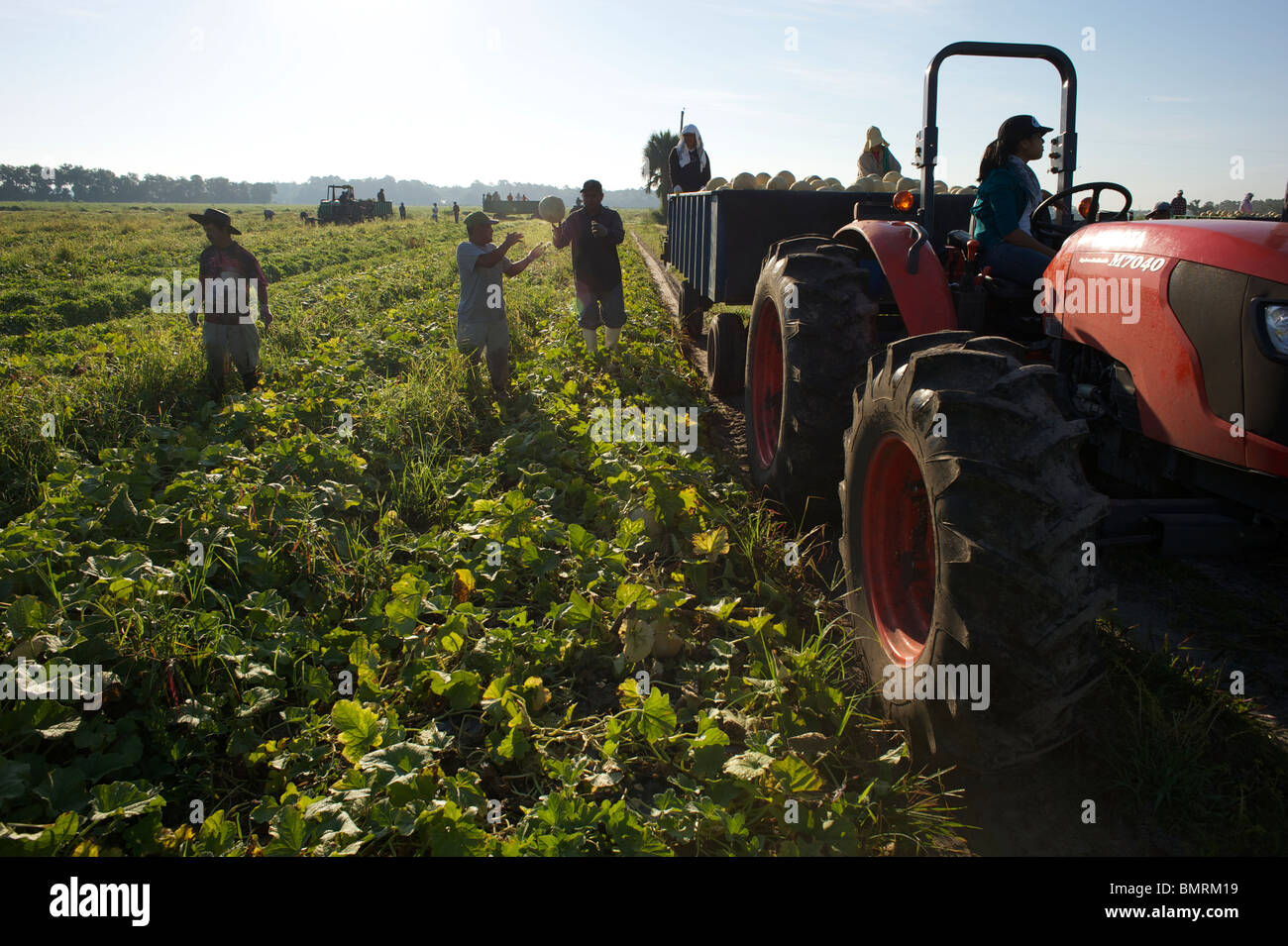 Harvesting melons in Florida USA Stock Photo
