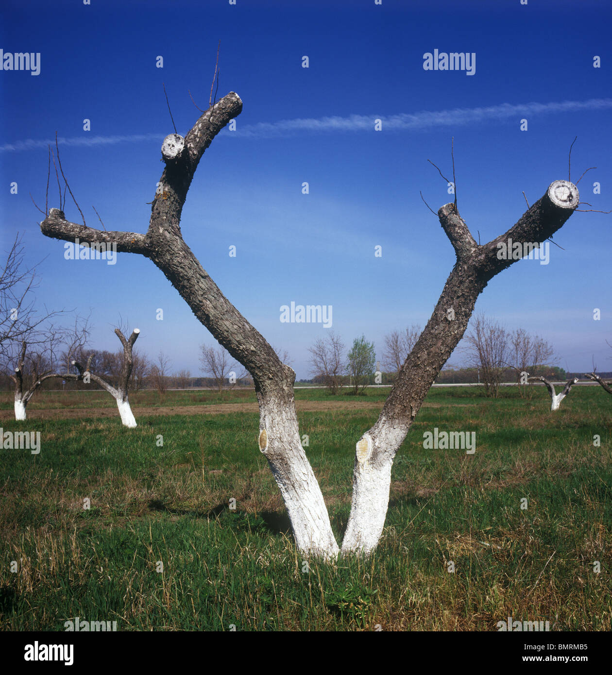 Cut back fruit tree hires stock photography and images Alamy
