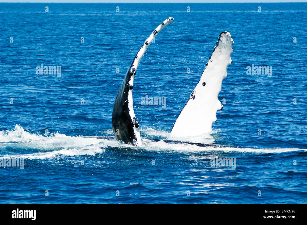 Humpback whale blowhole barnacle hi-res stock photography and images ...
