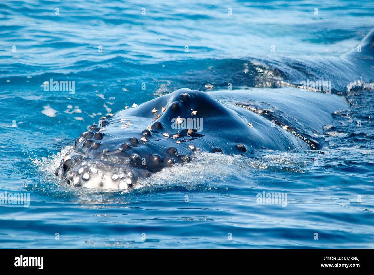 Humpback whale blowhole barnacle hi-res stock photography and images ...