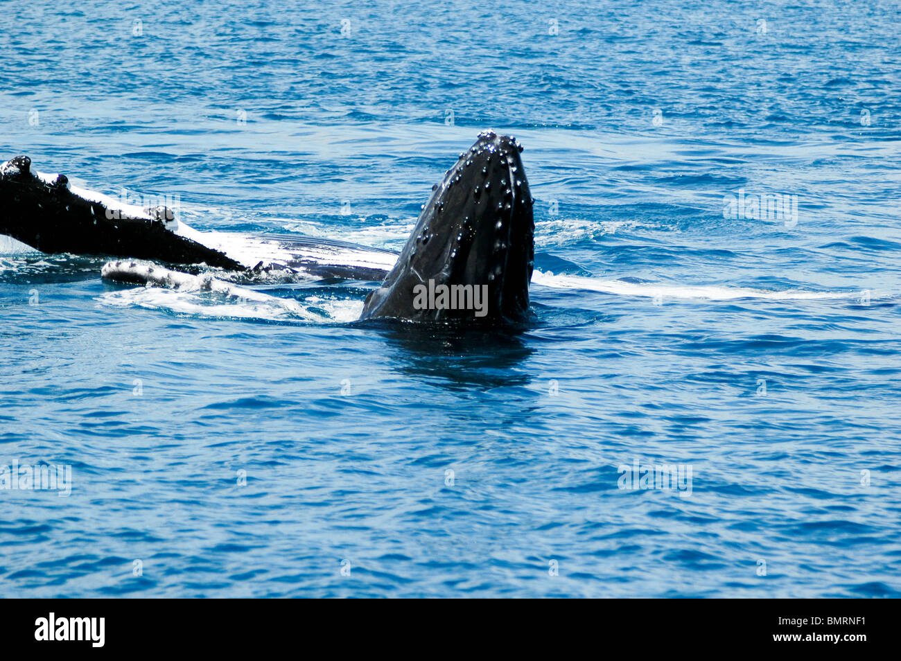 Humpback whale blowhole barnacle hi-res stock photography and images ...