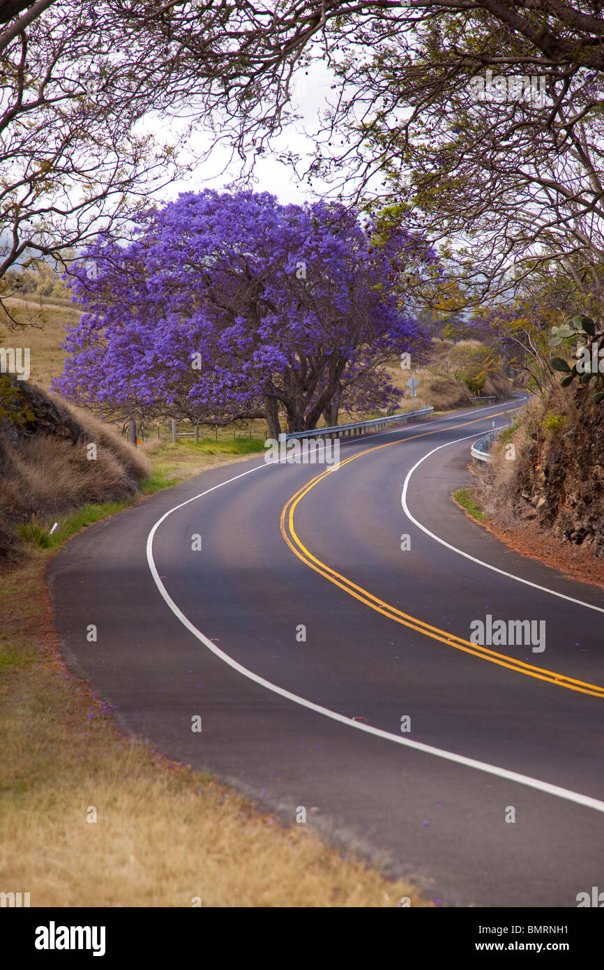 Jacaranda tree, road to Haleakala, Upcounty Maui, Hawaii Stock Photo