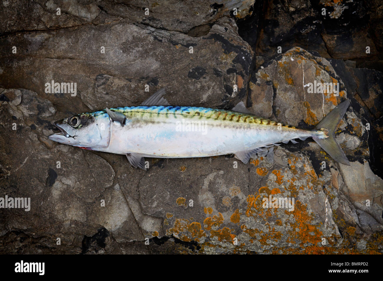 Mackerel Scomber scombrus caught in West Wales lying on lichen covered rocks. Stock Photo