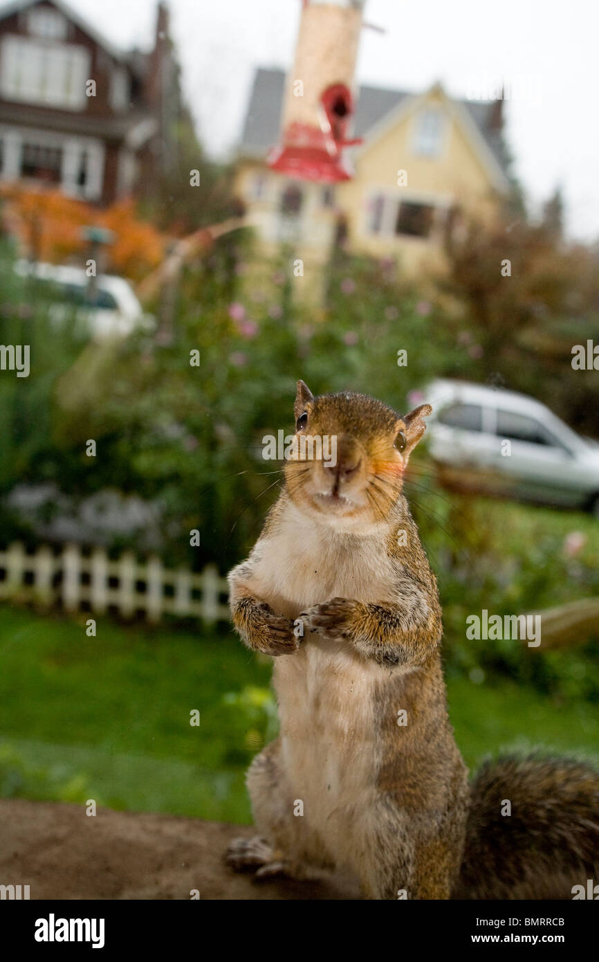 Neighborhood squirrels hires stock photography and images Alamy