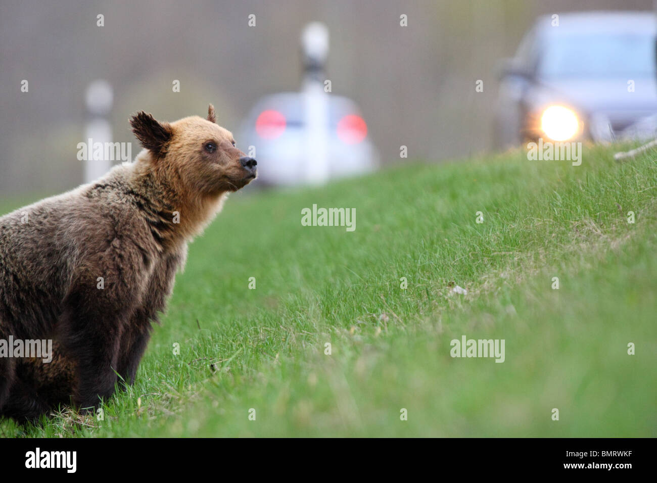 Brown Bear watching cars to pass by, waiting right time to cross the road. Spring 2010 Stock Photo