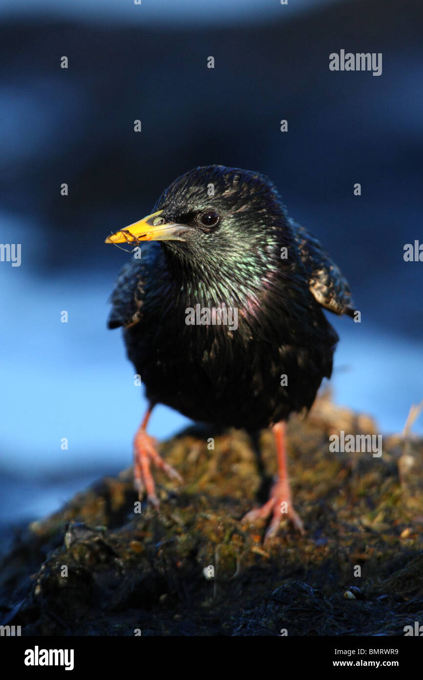 Portrait of Starling (Sturnus vulgaris), June 2010 Stock Photo