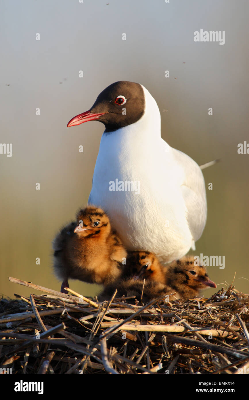 Black-headed Gull (Larus ridibundus) and his young. Spring 2010 Stock Photo
