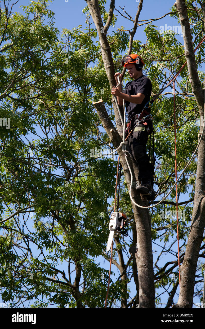 Tree surgeon working high in a tree with a chainsaw felling tree Stock Photo