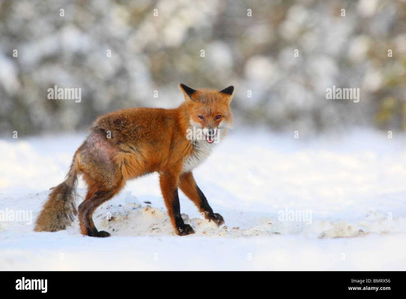 Red Fox affected by mange; fur-loss is evident on the rump and tail Stock Photo