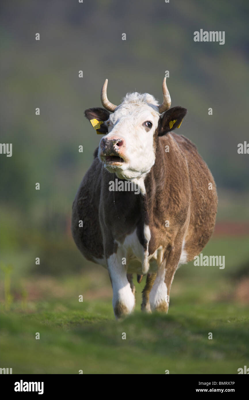 Hereford cow on moorland at Malvern, Worcestershire in May Stock Photo