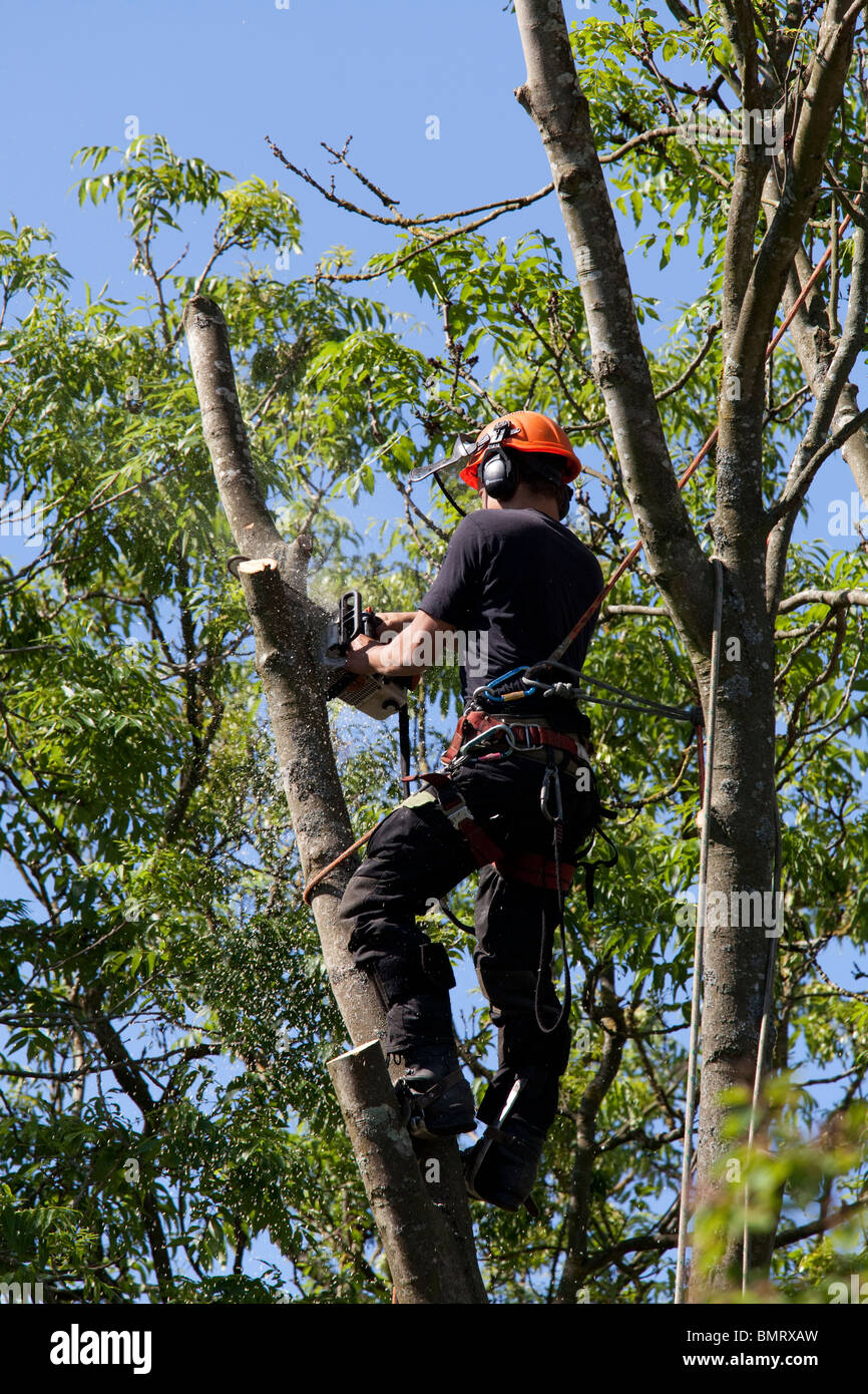Tree surgeon working high in a tree with a chainsaw felling tree Stock Photo