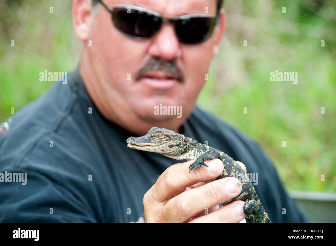 An animal handler holding a wild baby alligator in his hand Lake Martin